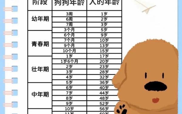 属狗的人今年多少岁了_狗五年相当人多少岁 属狗的人今年多少岁了_狗五年相当人多少岁