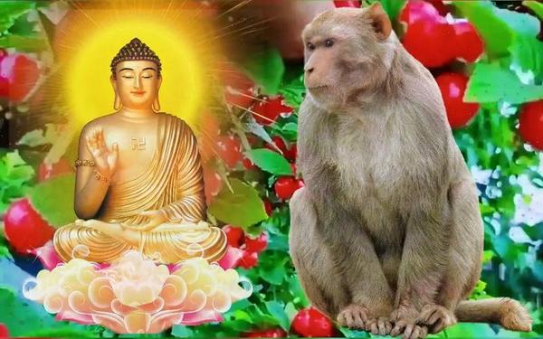 属猴的哪年的猴最好_68年属猴女 属猴的哪年的猴最好_68年属猴女