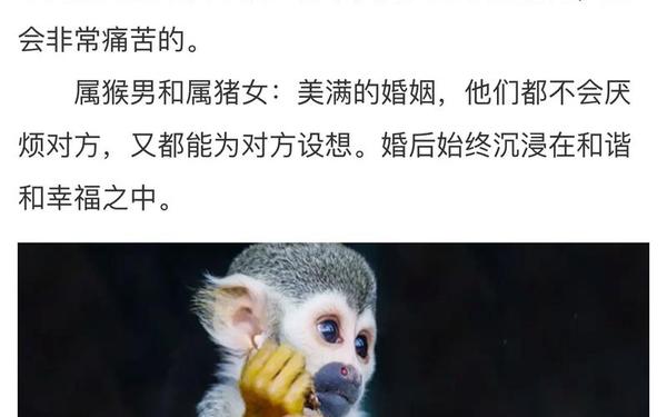 男鼠女猴能过一辈子吗-男鼠女猴婚姻是否合得来 男鼠女猴能过一辈子吗-男鼠女猴婚姻是否合得来