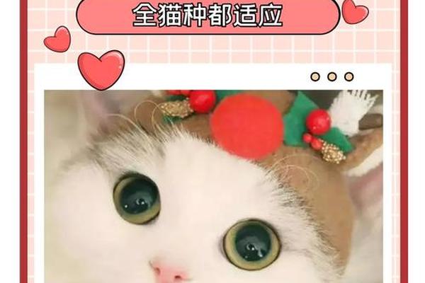 猫咪朱姓名