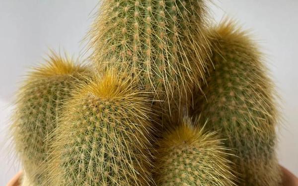属猴旺财植物(属猴的人最旺的6种植物) 属猴旺财植物(属猴的人最旺的6种植物)