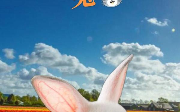 五一年的兔是什么命 五一年的兔是什么命