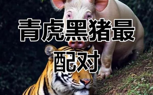 猪和谁是天生一对 猪和谁是天生一对