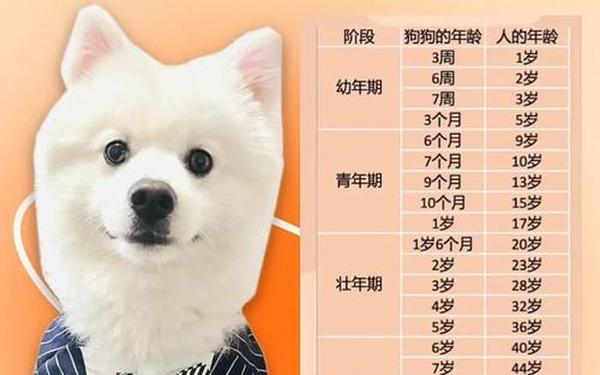 属狗的今年多大岁数请告诉我 属狗的今年多大岁数请告诉我