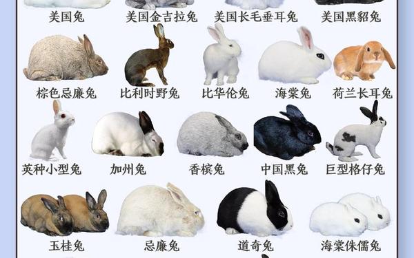 51年兔的寿命表 51年兔的寿命表