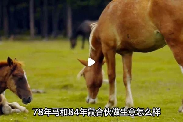 84年的鼠和90年的马在一起怎么样