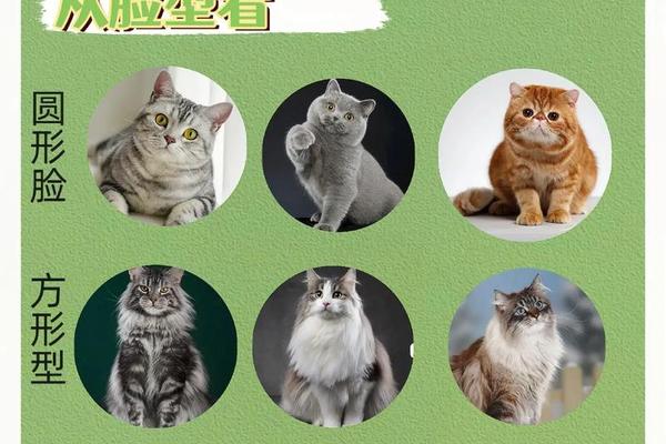 猫痣相 猫的面相好不好怎么区别