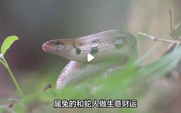 属兔和属蛇的合伙做生意好吗女 属兔和属蛇的合伙做生意好吗女