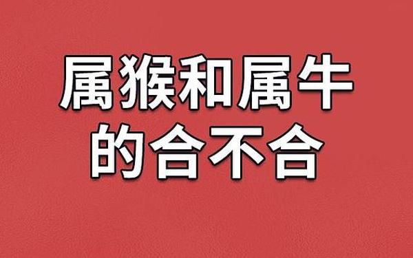 男属牛女属猴能在一起吗 女猴男牛的属相合不合 男属牛女属猴能在一起吗 女猴男牛的属相合不合