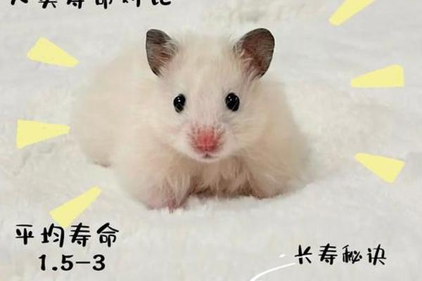 1996年子时出生的鼠28岁结婚