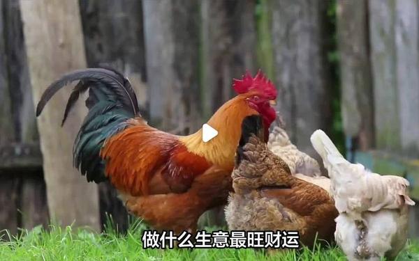 鸡的克星第一名—鸡一生最旺3个人 鸡的克星第一名—鸡一生最旺3个人