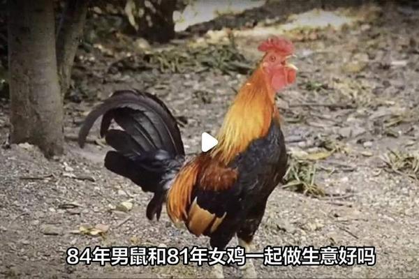 1993鸡男与1996鼠女八字合不合