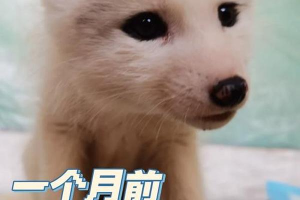 八字狐