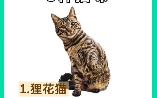 92的属猴的人可以养猫(属猴的养猫好不好吗) 92的属猴的人可以养猫(属猴的养猫好不好吗)