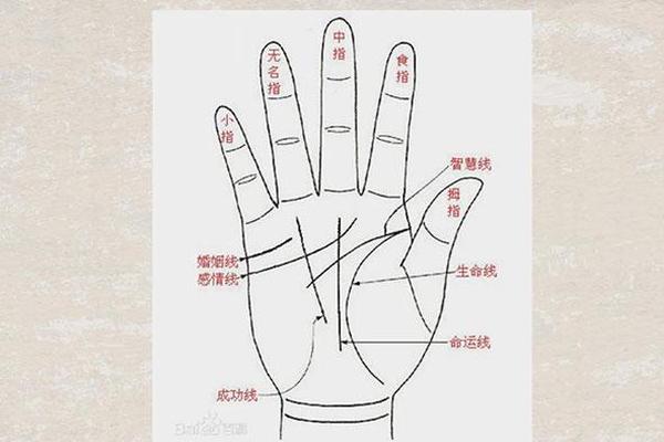 女生左手生命线上的痣相-男人生命线看左手还是右手