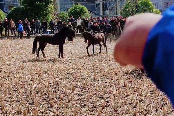 传统民族文化斗马(赛马是哪个民族的风俗) 传统民族文化斗马(赛马是哪个民族的风俗)