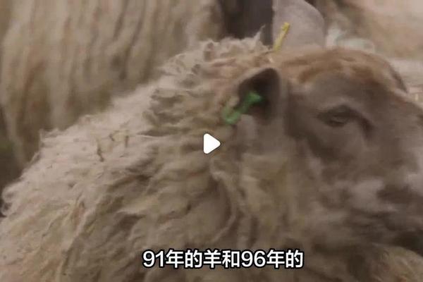 属鼠的和属羊的在一起会怎么样