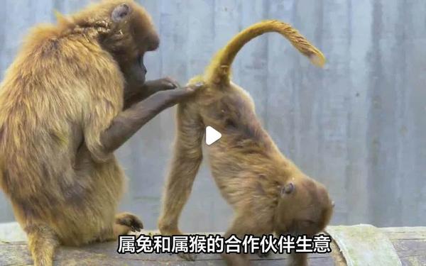 属猴和属兔相合吗(属猴的属兔相合不合) 属猴和属兔相合吗(属猴的属兔相合不合)
