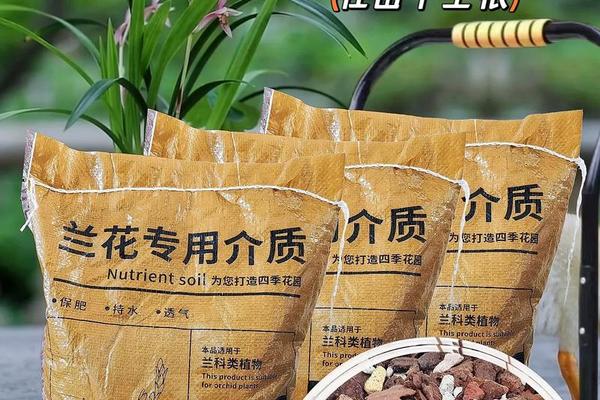 兰文化图片-兰花专用土图片