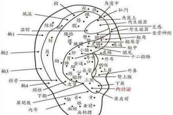 女人右耳轮痣相最准图,最准的痣相图解