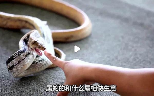 属猪和属蛇的一起做生意合财吗—生肖蛇和猪能一起做生意吗 属猪和属蛇的一起做生意合财吗—生肖蛇和猪能一起做生意吗