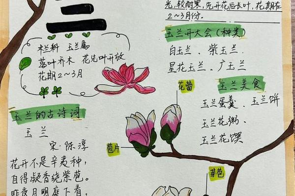 兰文化手抄报简单又好看—兰花手抄报图片大全简单又漂亮