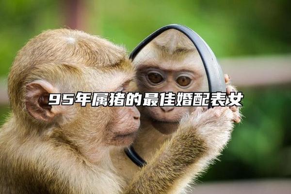 95年的猪和96年的鼠婚姻相配吗
