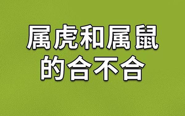 虎的最佳配对第一名 老虎最不合的四个属 虎的最佳配对第一名 老虎最不合的四个属