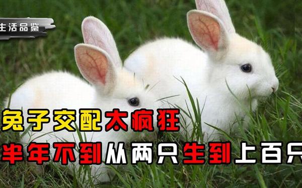 属兔和什么属相最配生双胞胎女孩(两只母兔生在一窝怎么办) 属兔和什么属相最配生双胞胎女孩(两只母兔生在一窝怎么办)