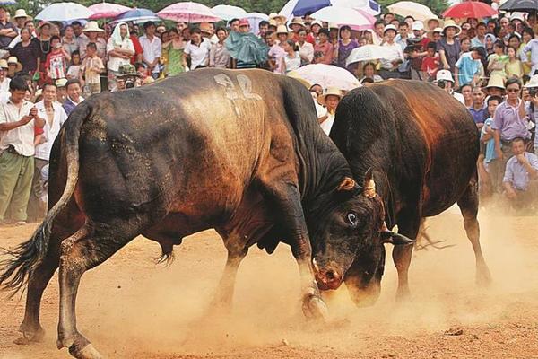 传统民族文化斗牛、什么叫斗牛
