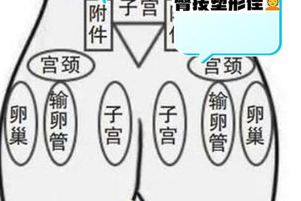 屁股痣相大全,女人痣相图解十大福痣