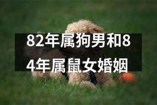96年男鼠和94年女狗婚配吗