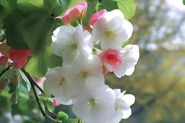 八字桃花种类
