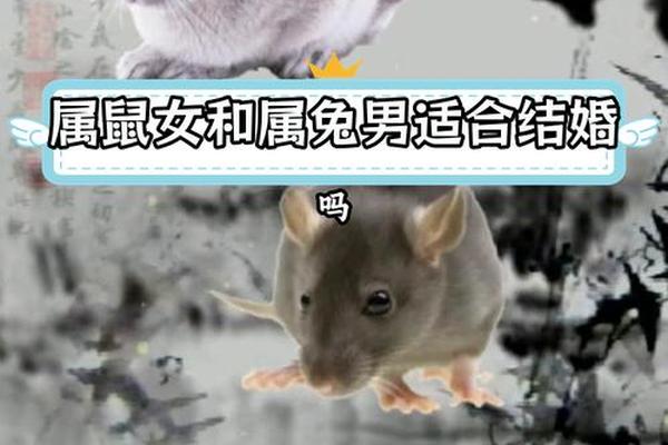 属鼠男配属兔女的婚姻好不好？