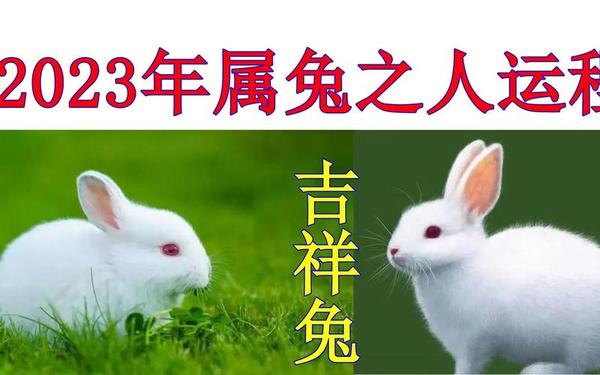 属兔和属猴的和做生意行不行 属兔干什么一碰就发财 属兔和属猴的和做生意行不行 属兔干什么一碰就发财