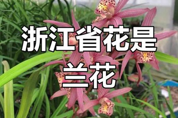 兰文化历史—兰花的历史