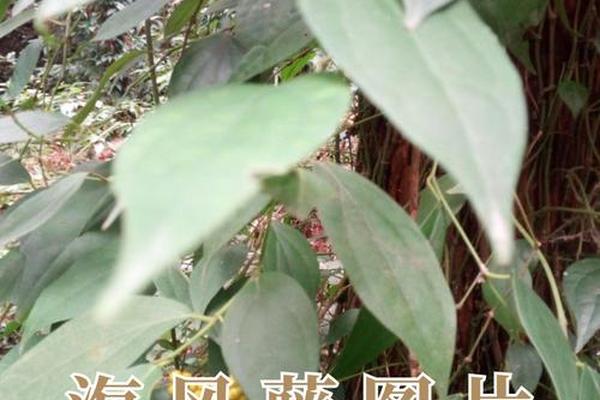 滕是姓名还是藤是姓名呢