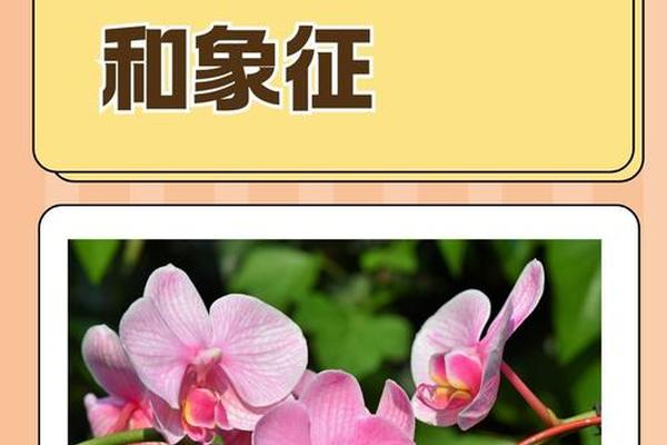 兰文化是什么—兰花文化意喻
