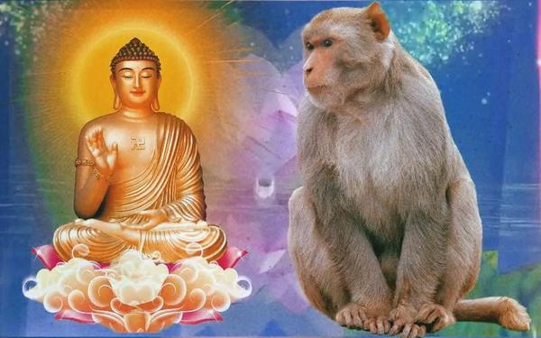 属猴的生肖是哪一年_猴属相年份 属猴的生肖是哪一年_猴属相年份