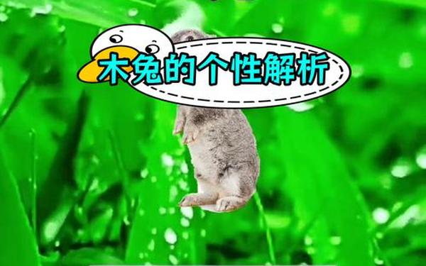 1975年兔的性格 1975年兔的性格