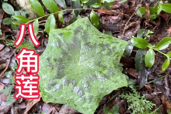 八字蓬