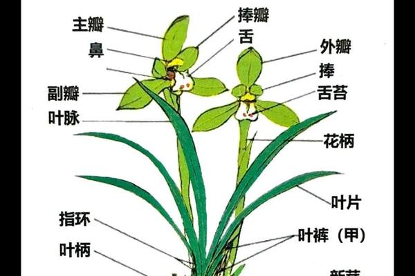 中国的兰文化—兰花的文化内涵