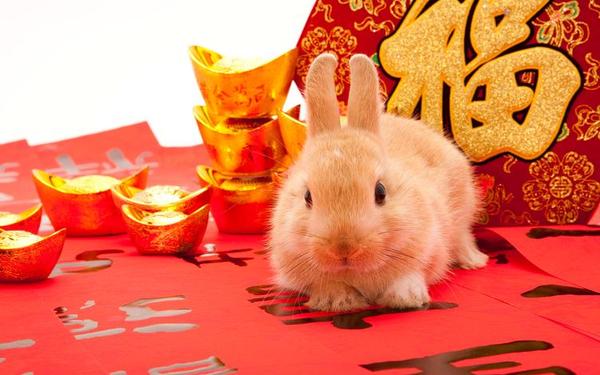 63年的兔能逃过今年的灾难吗 63年的兔能逃过今年的灾难吗
