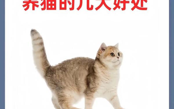 属猴的人可以养猫吗为什么,属猴的养猫有讲究吗 属猴的人可以养猫吗为什么,属猴的养猫有讲究吗