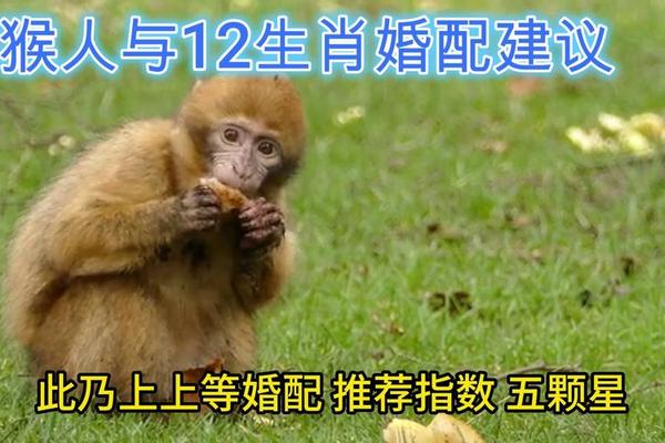 84年属鼠和92年属猴的婚姻怎么样