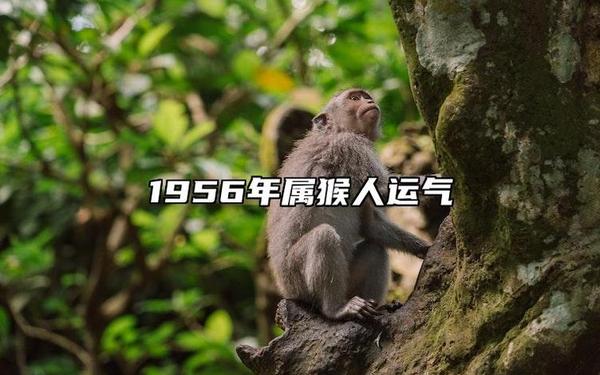 1956年属猴的多大了(1956年多大年龄) 1956年属猴的多大了(1956年多大年龄)
