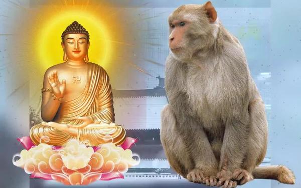 属猴的是哪一年出生的 (更多)-1980年猴子生肖猴 属猴的是哪一年出生的 (更多)-1980年猴子生肖猴
