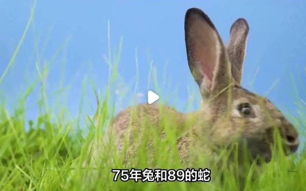 99兔和01蛇千年一遇 99兔和01蛇千年一遇