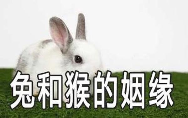 猴和属兔的相配吗(兔和猴是合还是冲) 猴和属兔的相配吗(兔和猴是合还是冲)