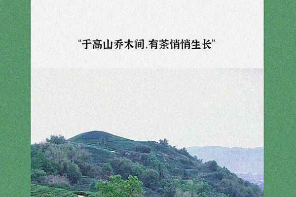 关于茶文化的文案—关于茶文化的经典句子